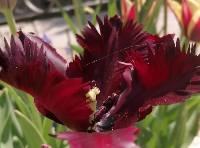 тракия гардън Хотел