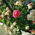 тракия гардън Хотел Слънчев бряг