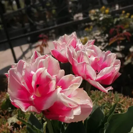 מלון Trakia Garden