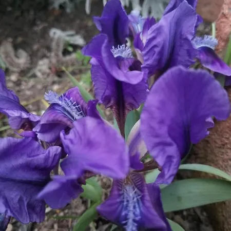 فندق Trakia Garden