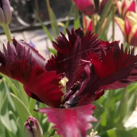 Trakia Garden فندق