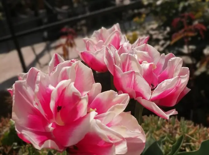 Отель Trakia Garden