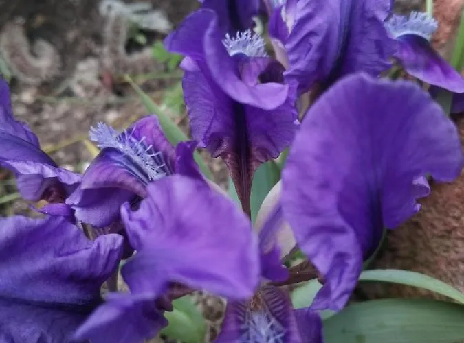 Отель Trakia Garden